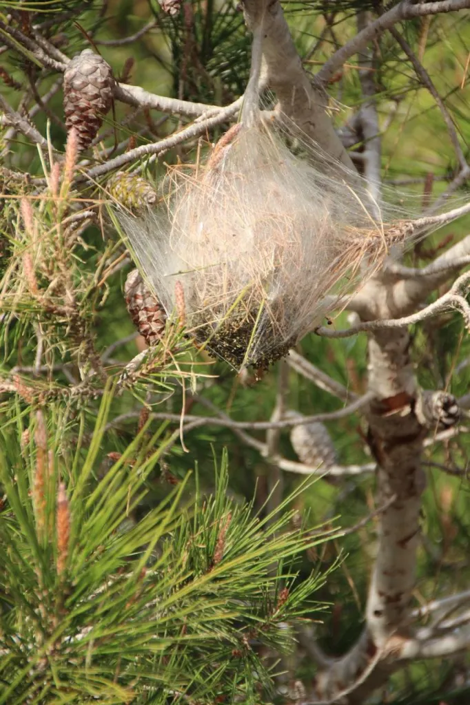 chenilles dans les arbres à velaux 13880