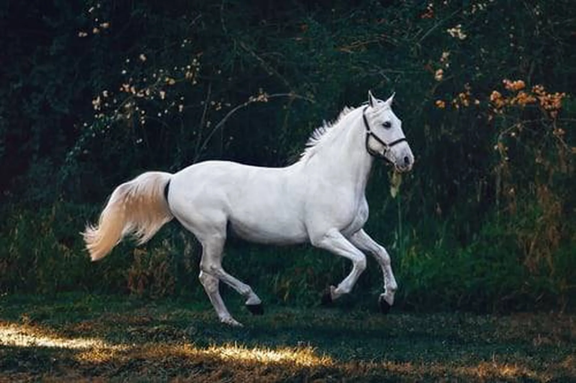 que faire quand mon cheval a peur à Dijon ? 