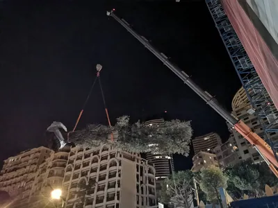 Plantation des oliviers centenaires à Monaco