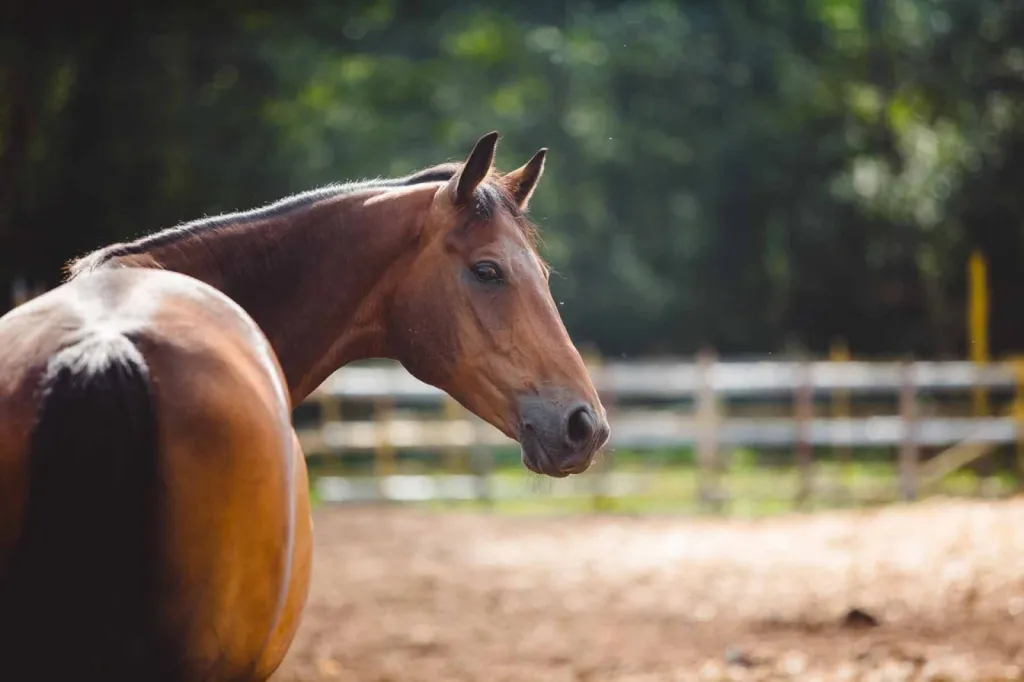 pension pour cheval à Bordeaux