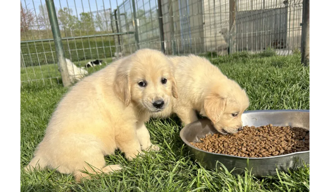 Chiots Golden Retriever LOF à réserver – portée Snow x Thao née le 26 juillet 2026