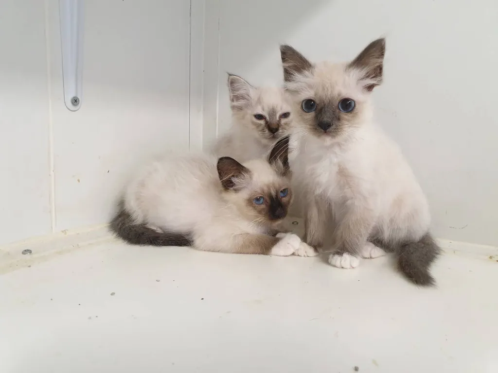 Chatons de race SACRE DE BIRMANIE inscrit au LOOF de l'élevage du Palais des Papes à Avignon