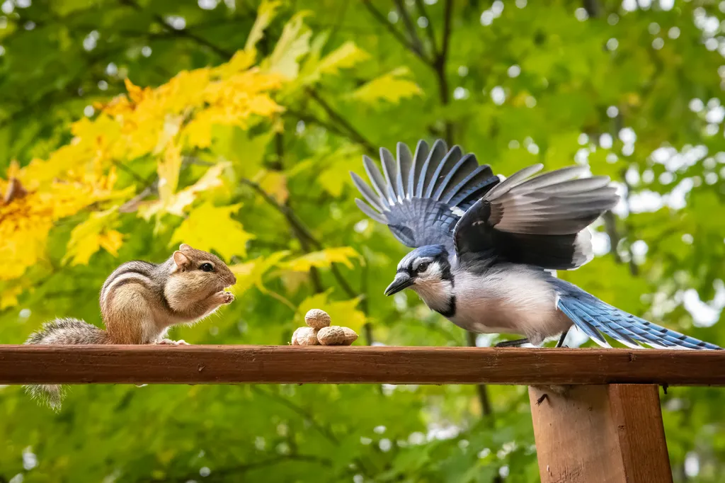 écureuils-oiseaux-maferme-eguilles