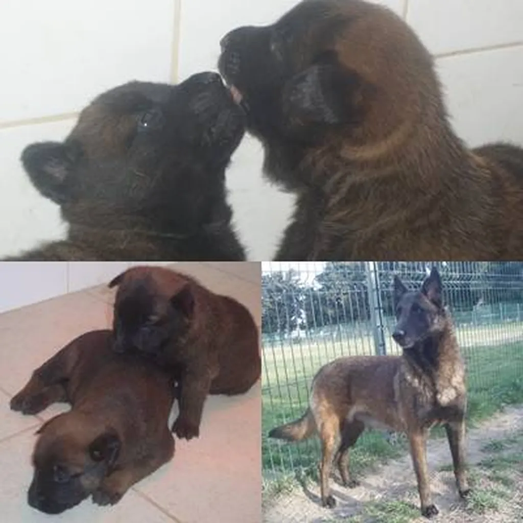 VENTE chiots Mâles ou femelles BERGER BELGE MALINOIS Avignon Vaucluse PACA