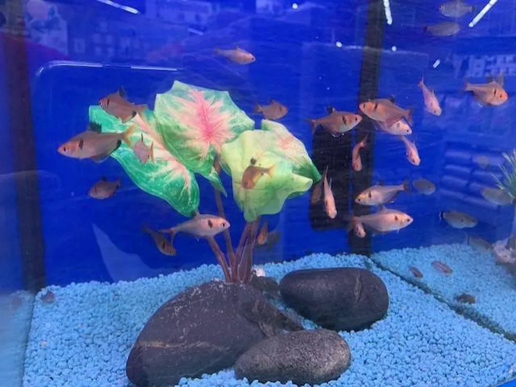 Acheter des poissons d'eau douce à proximité de Saint-Romain-de-Colbosc 76