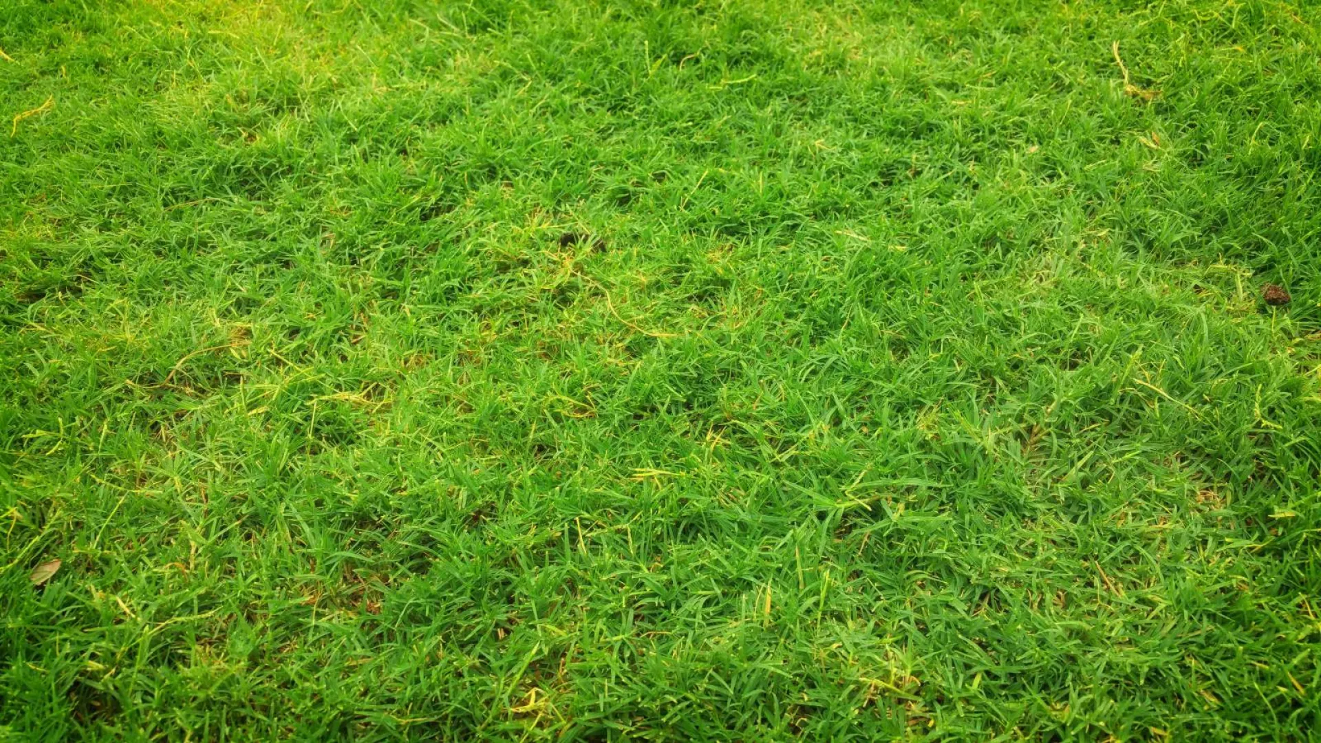 Supprimer la mousse d'un gazon avec la scarification de pelouse à Avignon et dans le Vaucluse