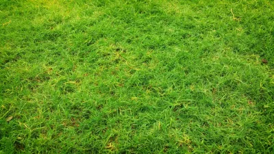 Supprimer la mousse d'un gazon avec la scarification de pelouse à Avignon et dans le Vaucluse