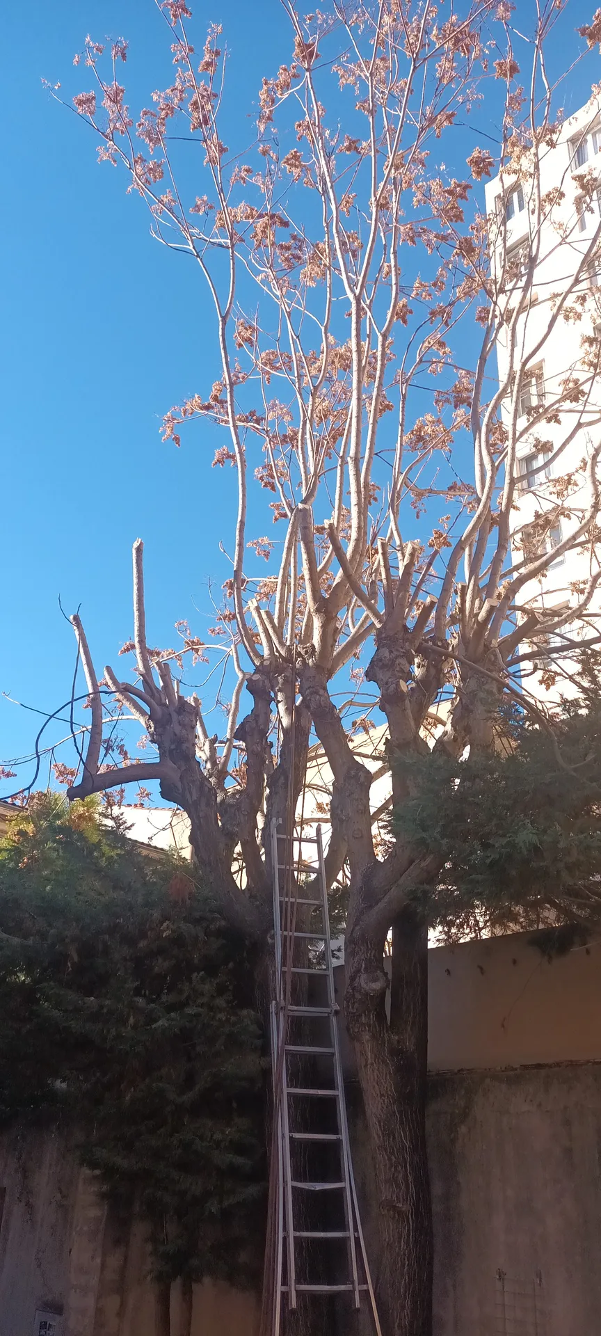 Elagage d'Ellante 12 ème arrondissement de Marseille 