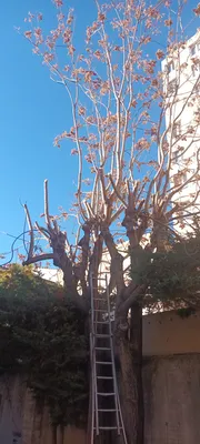 Elagage d'Ellante 12 ème arrondissement de Marseille 