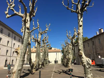 Élagage de platanes à Avignon
