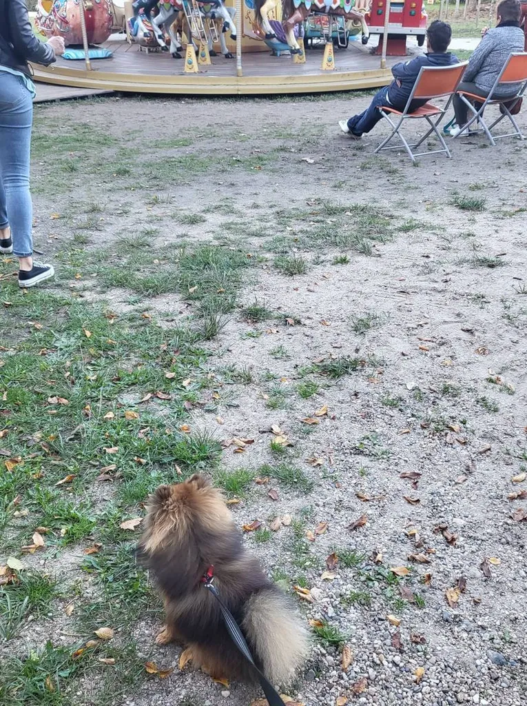 Eduquer son petit chien spitz nain sur la region de bordeaux et ses alentours