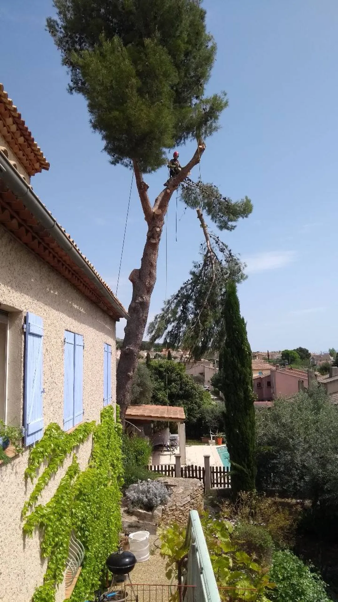 élagage arbre a salon de provence