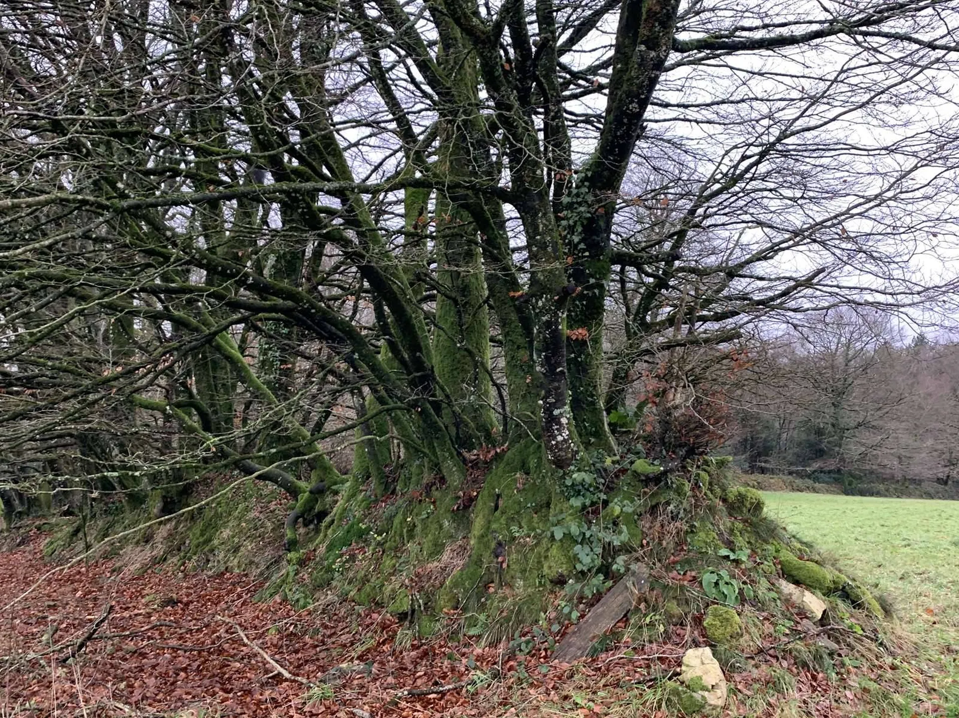 Région SOURDEVAL (MANCHE) Parcelles d'herbage et bois taillis sur 9 HA 10 A