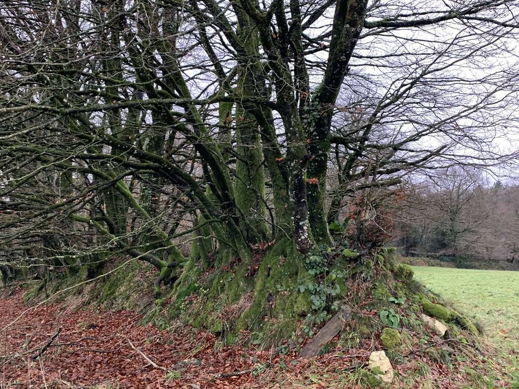 Région SOURDEVAL (MANCHE) Parcelles d'herbage et bois taillis sur 9 HA 10 A