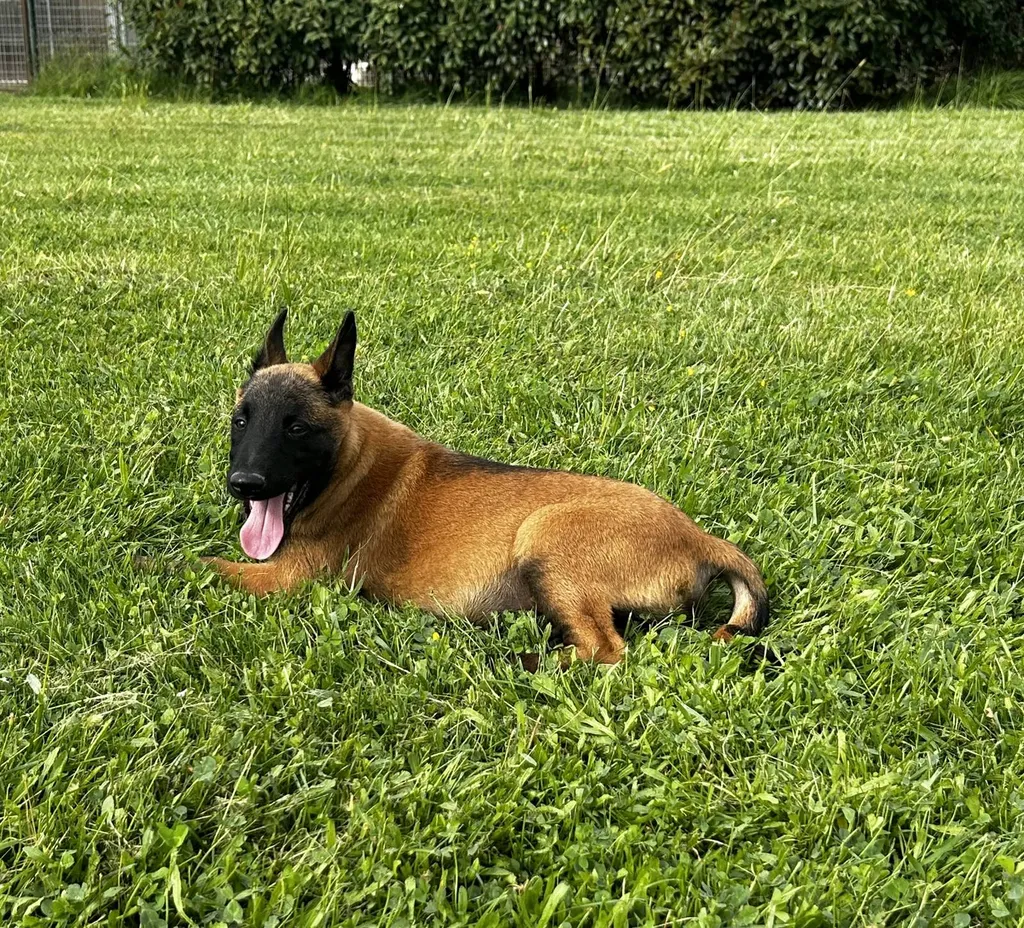 Chiot berger belge mâle