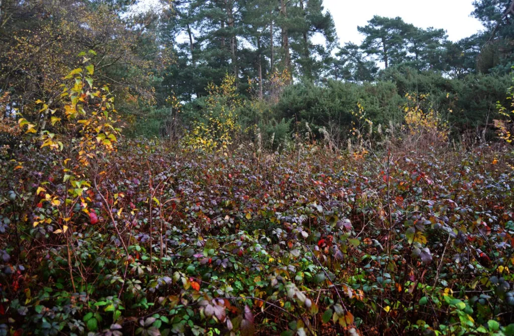 Débroussaillage professionnel dans le Vaucluse