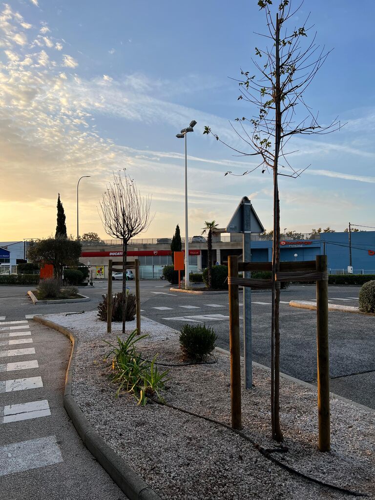 Plantation d’arbres tiges et palmiers avec paillage, arrosage et entretien durable sur site commercial à La Garde
