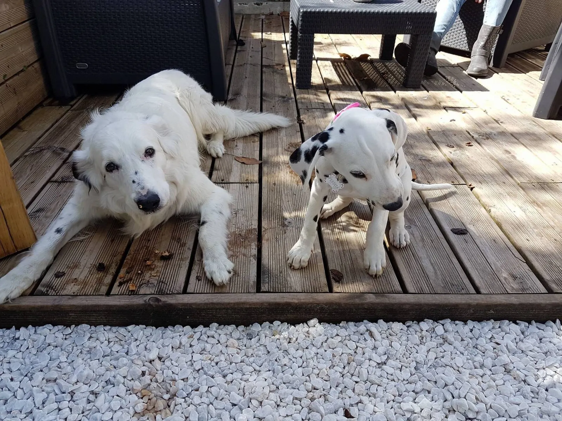 berger et dalmatienne