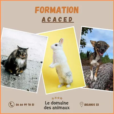 Attestation de Connaissances pour les Animaux de Compagnie d'Espèces Domestiques gironde