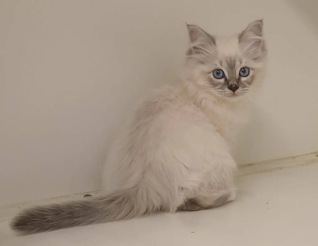 CHATON BIRMAN DU PALAIS DES PAPES