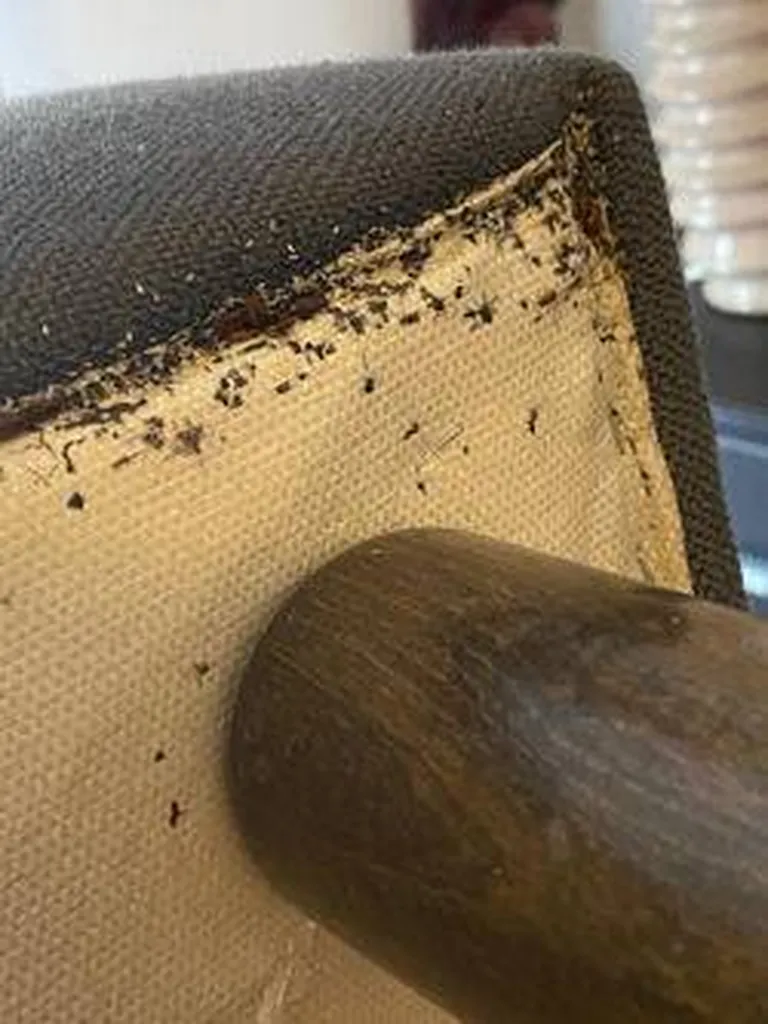 Que puis-je faire si j’ai des punaises de lit chez moi ?