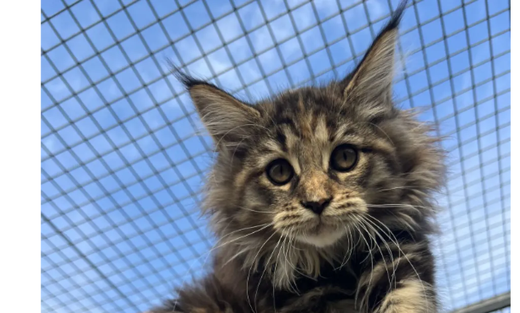 Élevage de Maine Coon LOOF – Chatons disponibles à la réservation | Portée Pearl & Ultra née le 2 juillet 2026