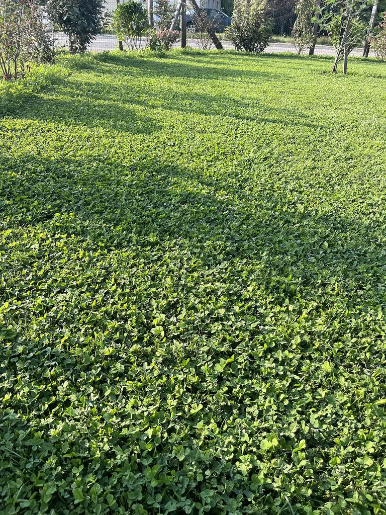 Choisir Evolution Paysage pour la création d'un gazon micro-trèfle à Sanguinet