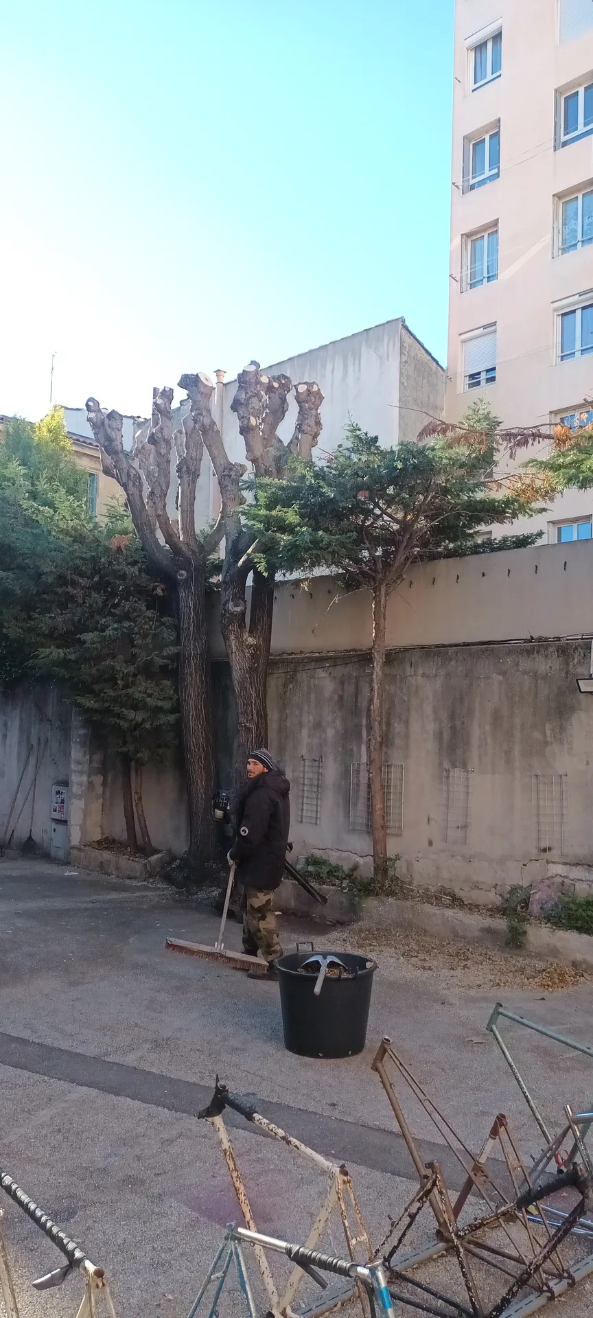 Elagage d'Ellante 12 ème arrondissement de Marseille 