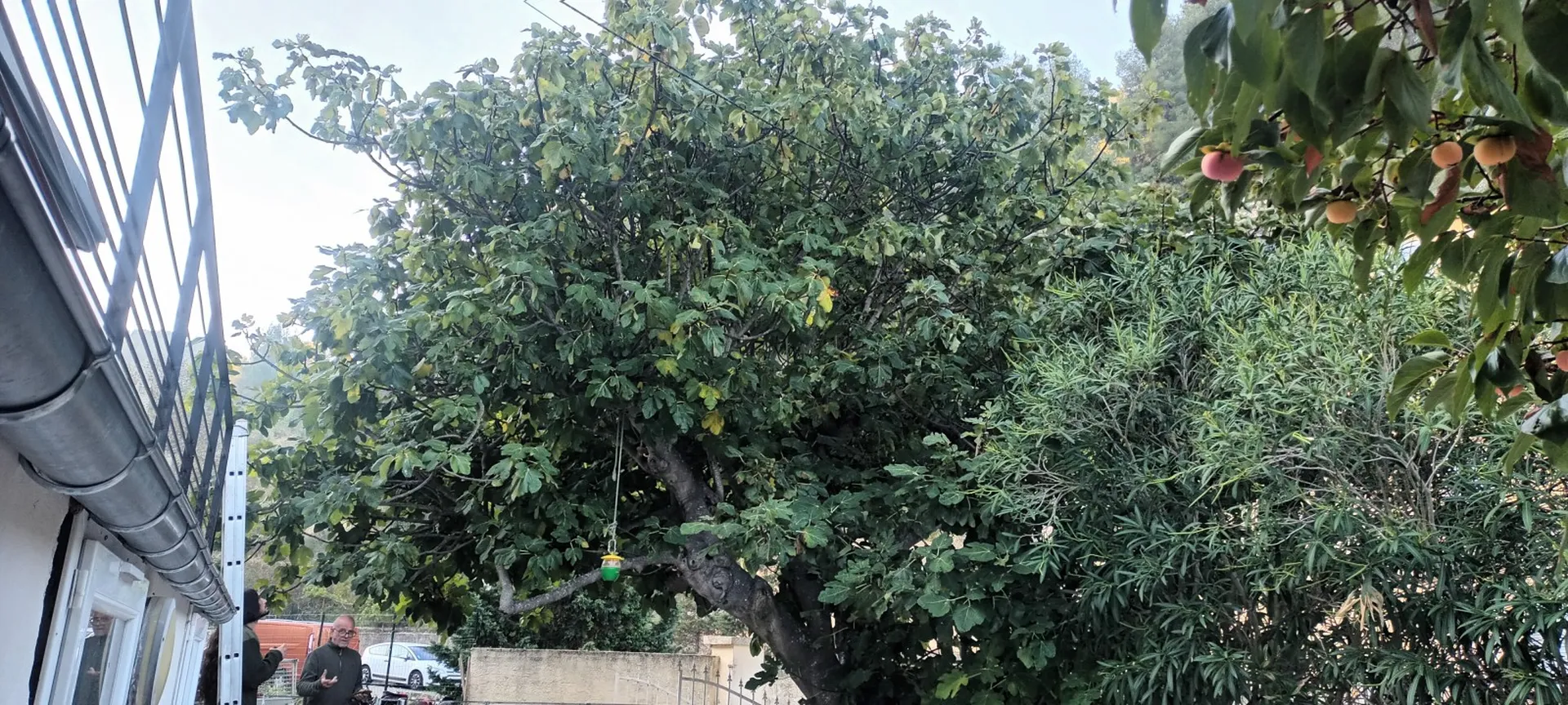 Élagage d un figuier à Marseille proche d'Aubagne