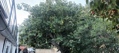 Élagage d un figuier à Marseille proche d'Aubagne