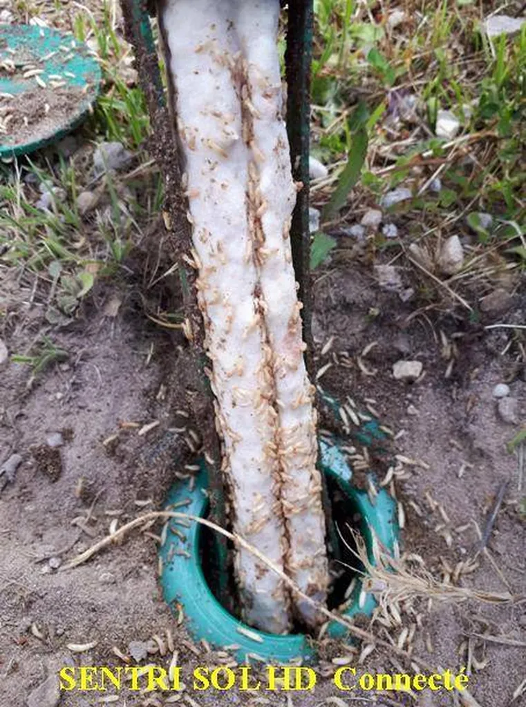 Installation de pièges anti termites dans une maison sur le Bassin d'Arcachon et le Nord des Landes