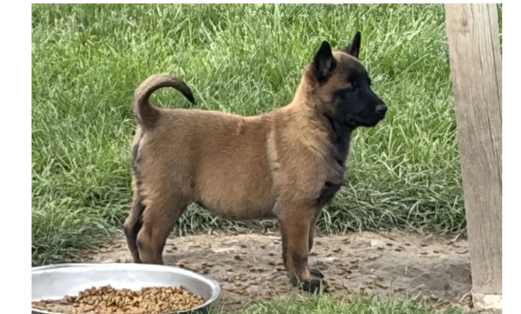 Chiot Femelle Berger Belge Malinois LOF
