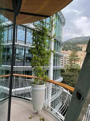Poterie avec plante grimpante en balcon à Monaco