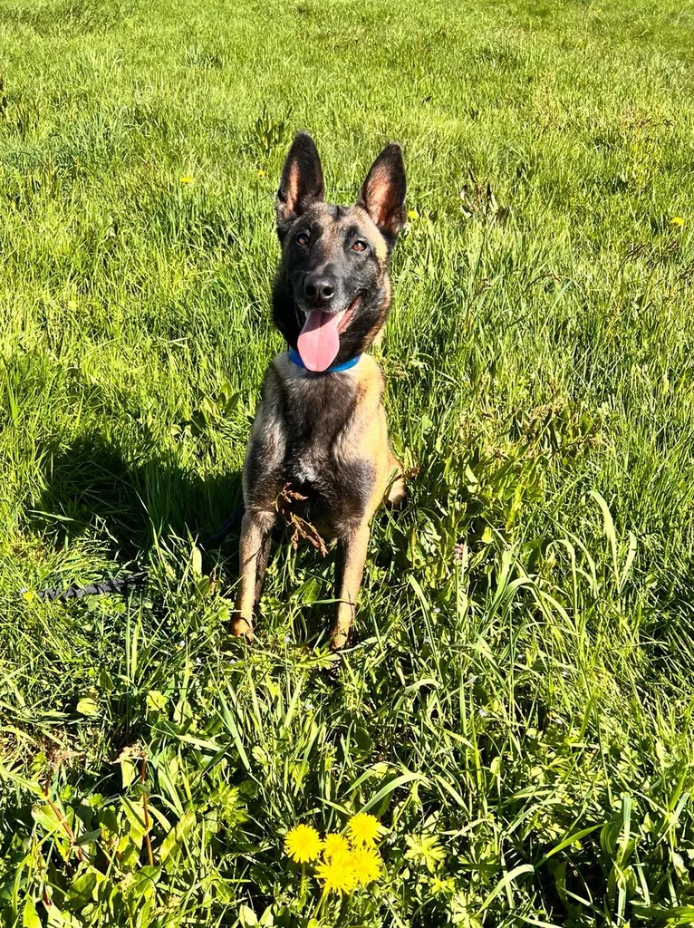 Chienne experte en détection de punaises de lit pour vous accompagner et apaiser vos craintes à Saint-Denis