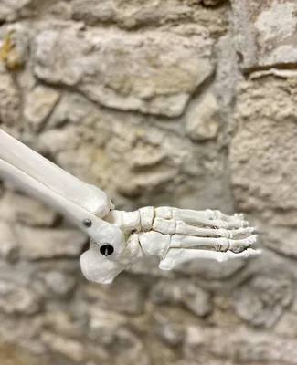 Cheville MMK Anatomie Kine Kiné Sport