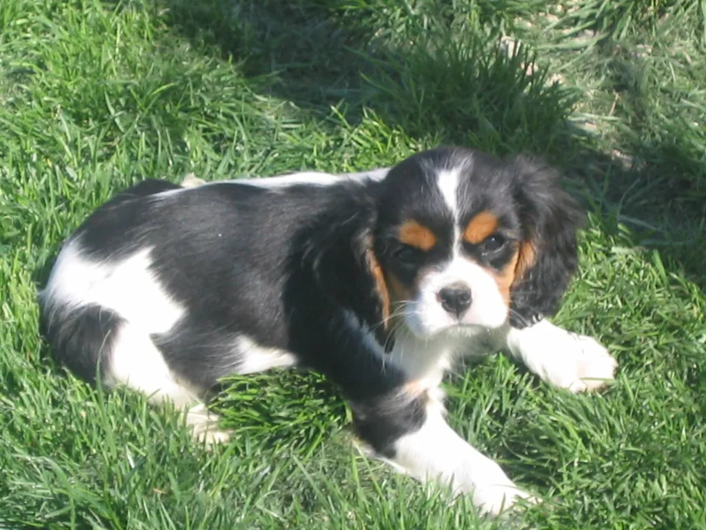 Chiots Cavalier King Charles LOF disponibles – Portée Star & Pif née le 25 janvier 2026