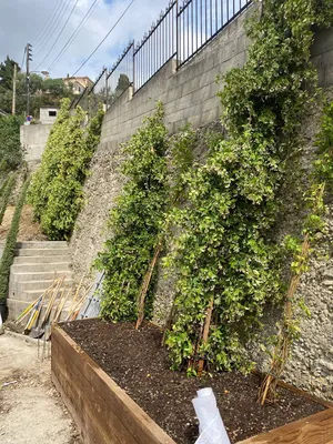 Plantation pour végétaliser un mur à Nice Nord