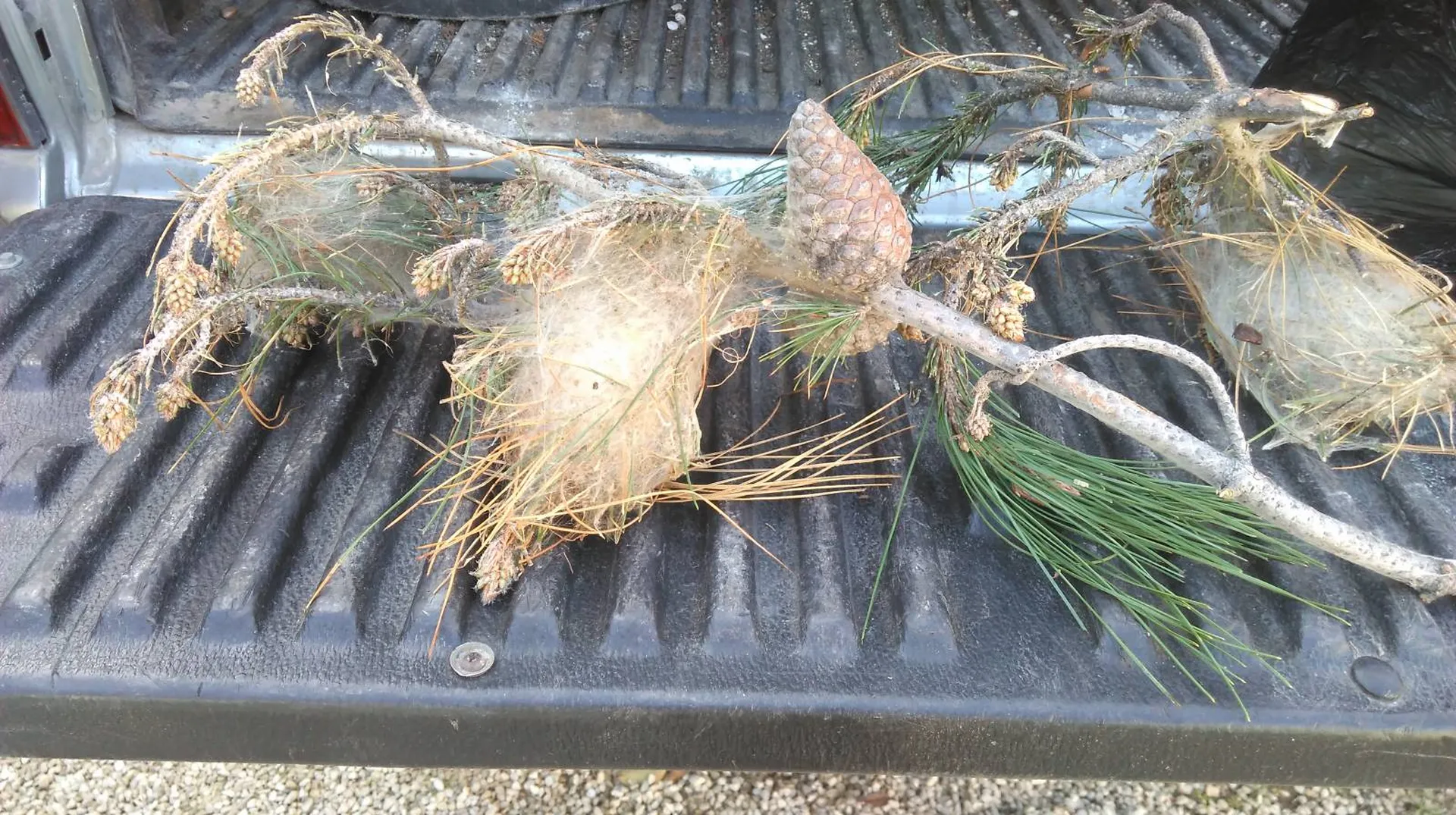 Comment se débarrasser des chenilles processionnaires à Marseille ?