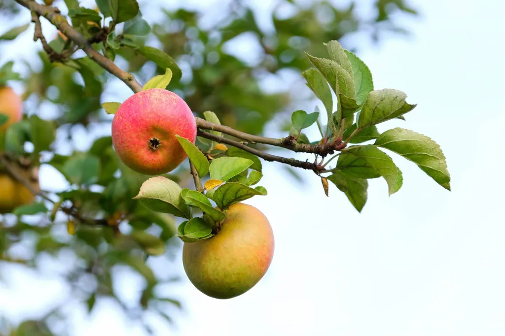 taille arbre fruitier à roanne 