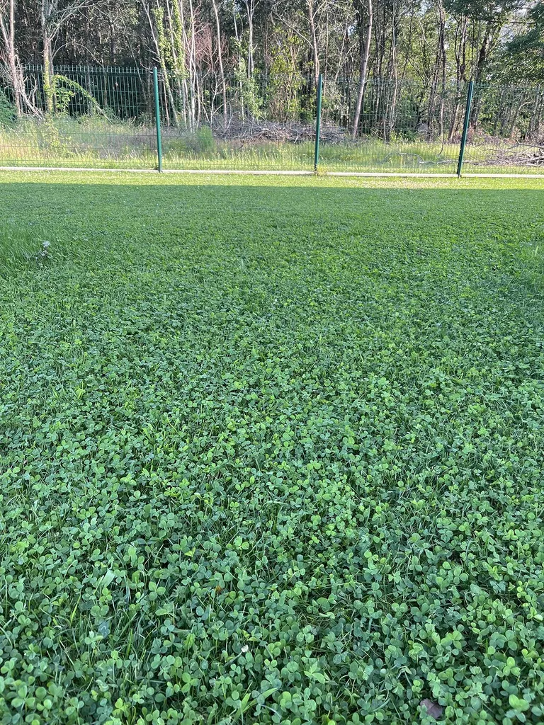 Création d'un gazon micro-trèfle à Sanguinet par Evolution Paysage