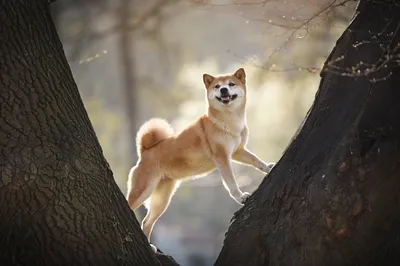Valérie Guillet accompagne les propriétaires de Shiba Inu à Saint-Étienne, pour un lien apaisé grâce à la constellation animale intuitive.