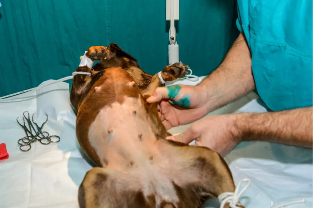 À Rouen, Valérie Guillet montre comment apaiser un chien stressé post-op grâce à la constellation animale intuitive.