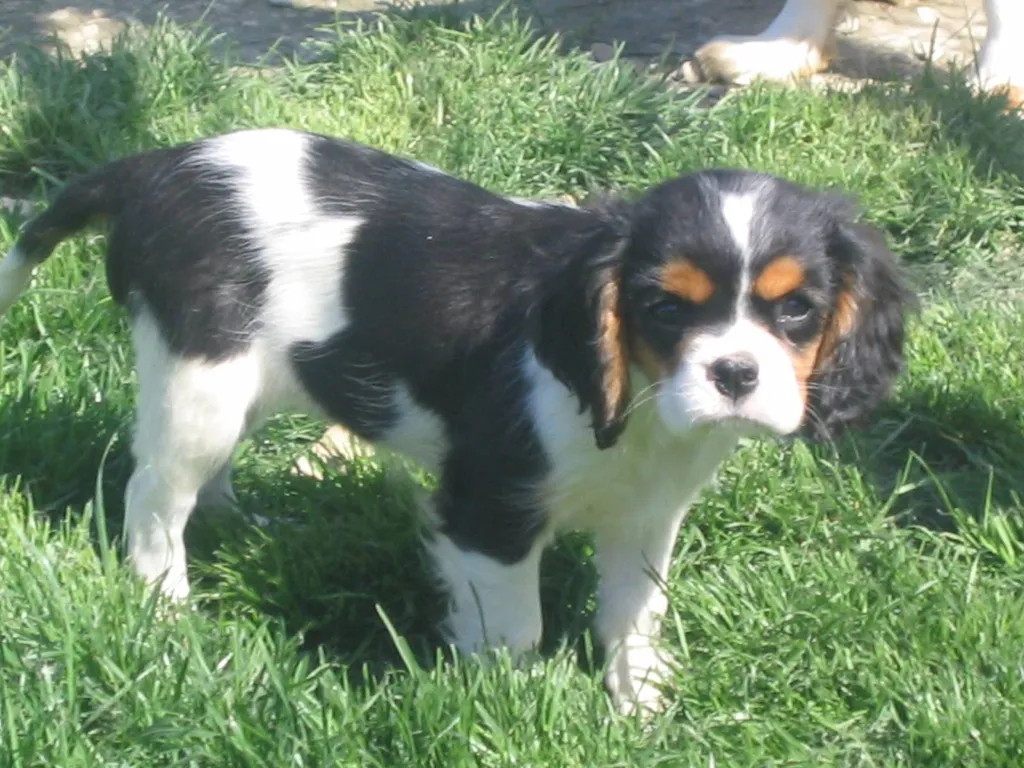 Chiots de race CAVALIER KING CHARLES de l'élevage du Palais des Papes à Avignon à vendre