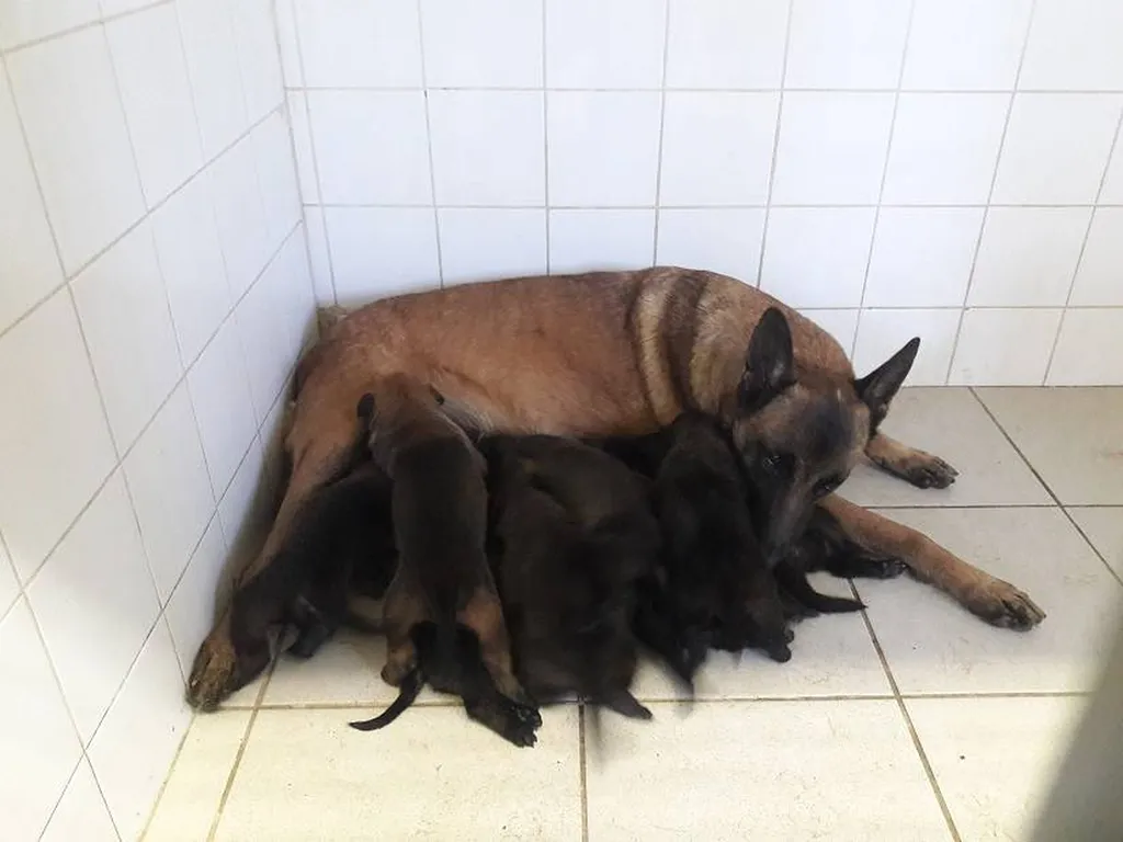BERGER BELGE MALINOIS lof portée de LANKA et LASCAR