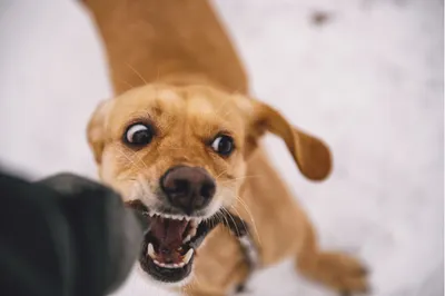 Valérie Guillet décrypte la morsure du chien grâce à la constellation animale intuitive au Havre, pour comprendre cet événement comportemental.