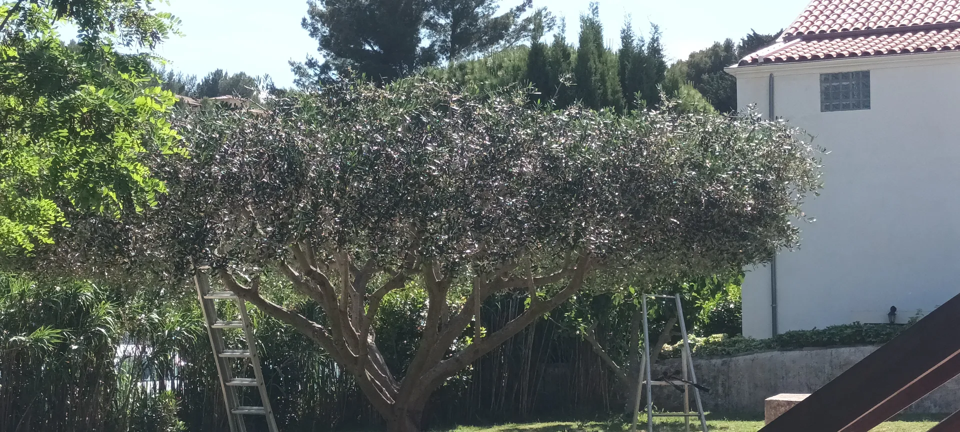 Taille d oliviers à Vaufreges 9ème à Marseille. 
