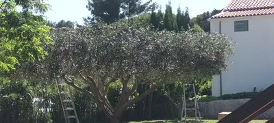 Taille d oliviers à Vaufreges 9ème à Marseille. 
