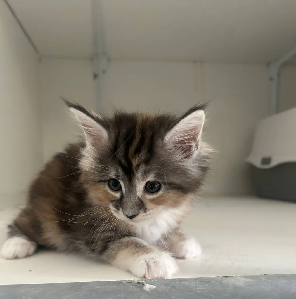 CHATONS MALES ET FEMELLE MAINE COON A ACHETER INSCRIT AU LOOF DANS LE VAUCLUSE