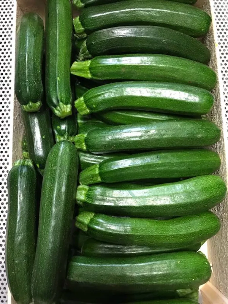 Courgette longue verte d'Espagne à Ma Ferme proche de Cabriès