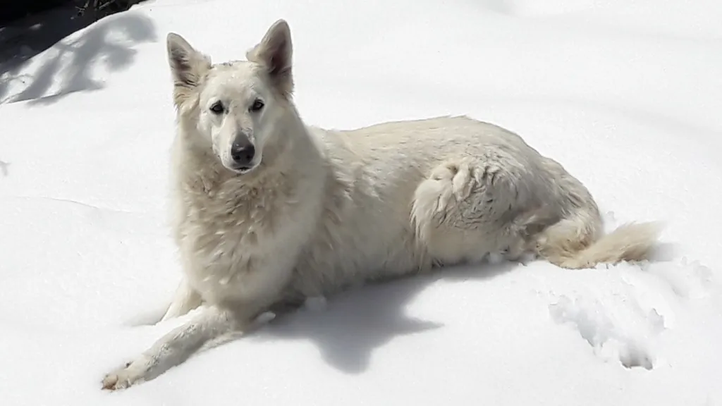 VENTE de CHIOTS BERGER BLANC SUISSE AU LOF A AVIGNON